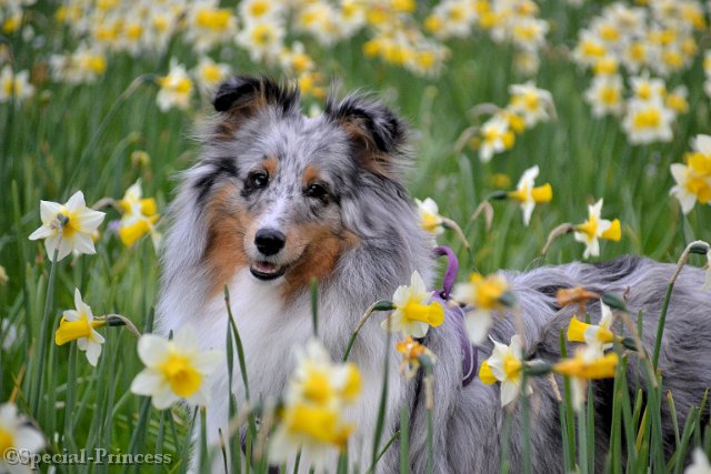 Bloom tussen de bloemetjes